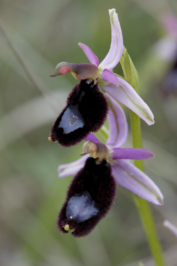 Ophrys fusca e Ophrys bertolonii